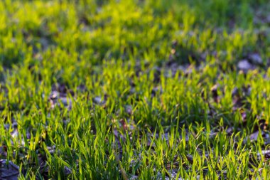 Yeşil Çimen Arkaplanı