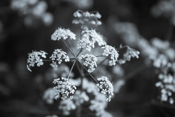 Conium maculatum, güzel bokeh arka plan