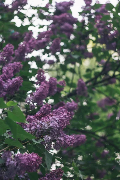 Arbusto lilás em flor — Fotografia de Stock