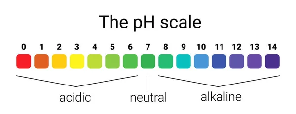 Ph scale. infographic acid-base balance. scale for chemical analysis acid base. — Stock Vector