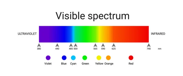 görünür spektrum ışığı. Güneş ışığı dalga boyunu gösteren bir bilgi. vektör