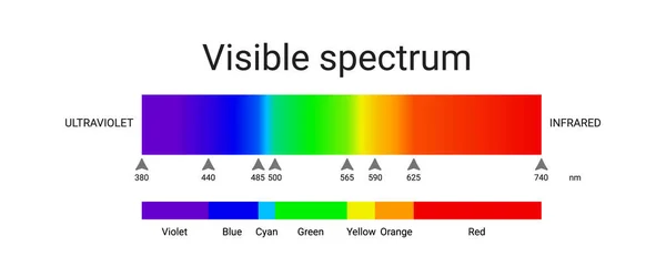 Zichtbaar Spectrumlicht Infographic Van Zonlicht Golflengte Vectorillustratie — Stockvector