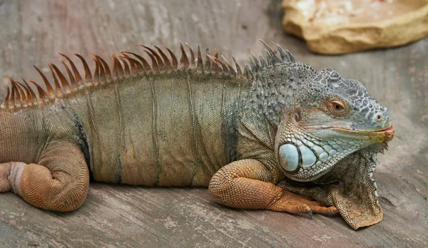Renkli iguana karnına yatıyor — Stok fotoğraf