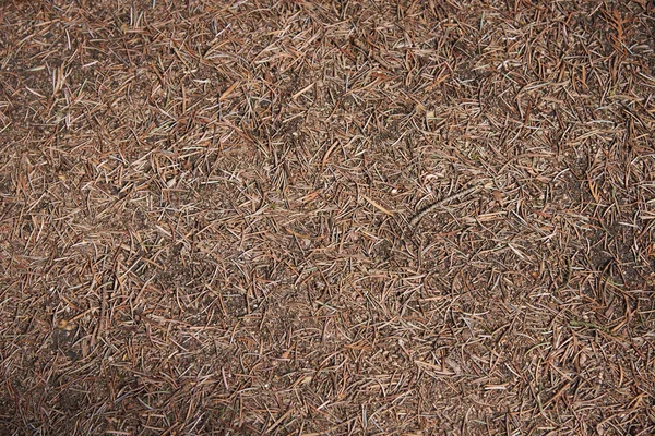 Agujas de pino tumbados en el suelo en seco — Foto de Stock