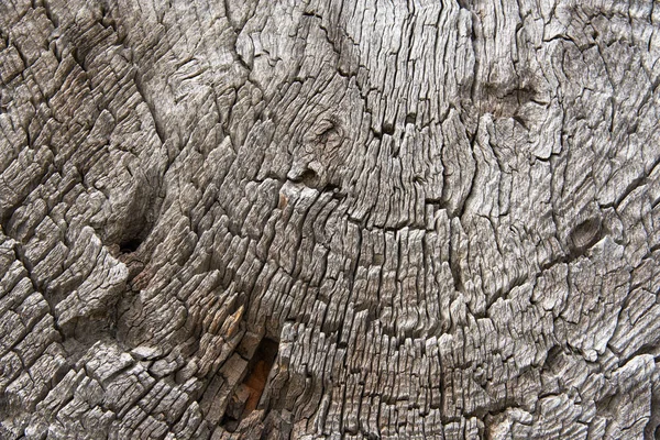 Un fragmento de la sección transversal de madera troncos —  Fotos de Stock