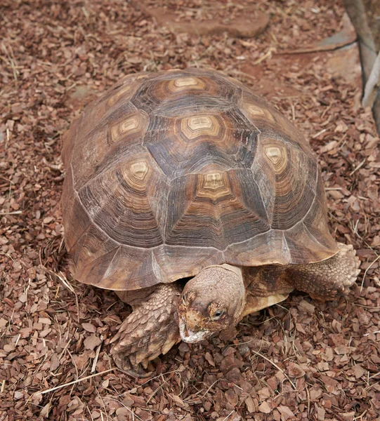 Het hoofd en de shell Afrikaanse aangespoord Tortoise — Stockfoto