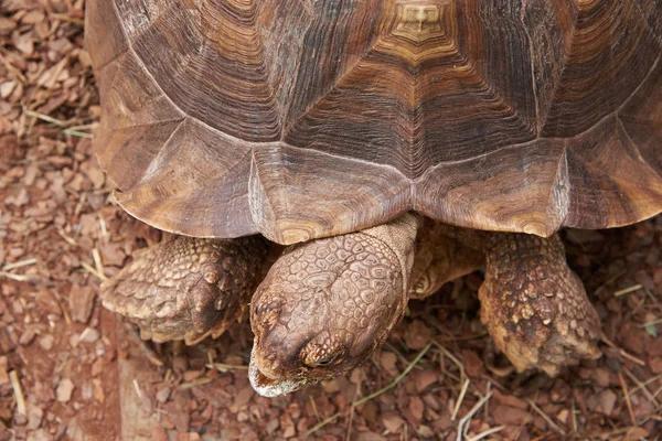 The head and part of the shell African Spurred Tortoise — Stock Photo, Image