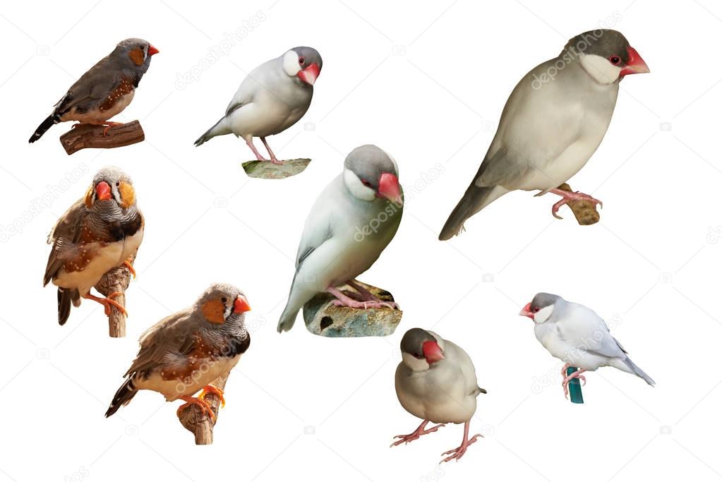 Zebra-finch and Sharp-tailed grass finch. Isolated on a white ba
