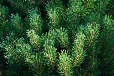 Çam (Pinus L dallarında.)