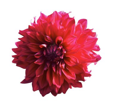 Kırmızı yıldız çiçeği. Beyaz bir arkaplanda izole edilmiş
