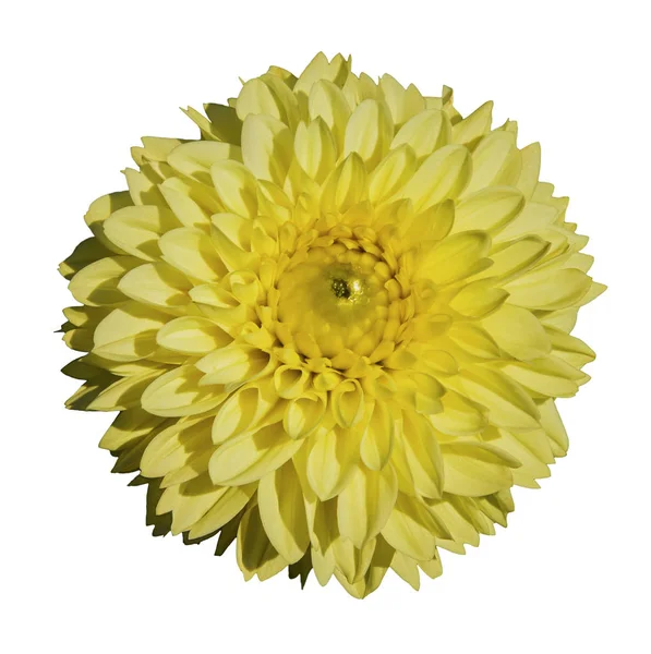 Beautiful Yellow Dahlia Isolated White Background — Stock Photo, Image