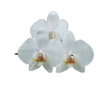 Beyaz orkideler (Latin orkidesi). Beyaz bir arkaplanda izole edilmiş