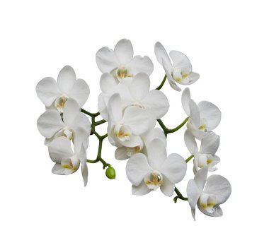 Beyaz orkideler (Latin orkidesi). Beyaz bir arkaplanda izole edilmiş