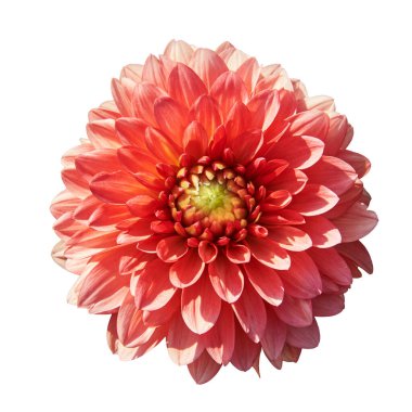 Güzel kırmızı yıldız çiçeği. Arka planda beyaz üzerine izole edilmiş