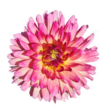 Güzel kırmızı yıldız çiçeği. Arka planda beyaz üzerine izole edilmiş