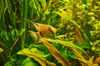 Akvaryum balığı Scalia (lat. Yosun arkaplanındaki Pterophyllum