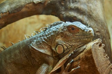Genç ve güzel bir iguana bir kütüğün üzerinde oturur.