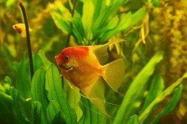 Akvaryum balığı Scalia (lat. Yosun arkaplanındaki Pterophyllum