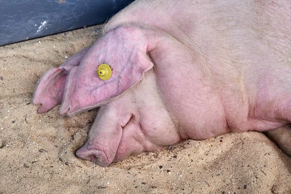 Świnia Śpi Ziemi Zakrywając Oko Uchem — Zdjęcie stockowe