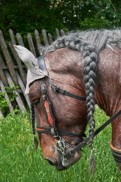 Beau Cheval Harnais Manne Tressée Queue Cochon — Photo