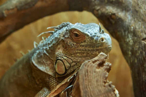Genç Güzel Bir Iguana Bir Kütüğün Üzerinde Oturur — Stok fotoğraf