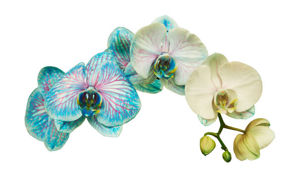 Синие орхидеи с красными полосками. Изолированный на белом фоне
