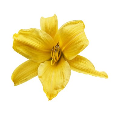 Sarı zambak (Latin Lilium). Beyaz arkaplanda izole