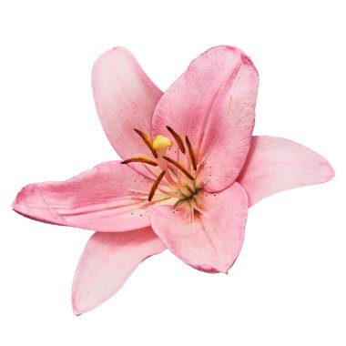 Pembe zambak (Latin Lilium). Beyaz arkaplanda izole