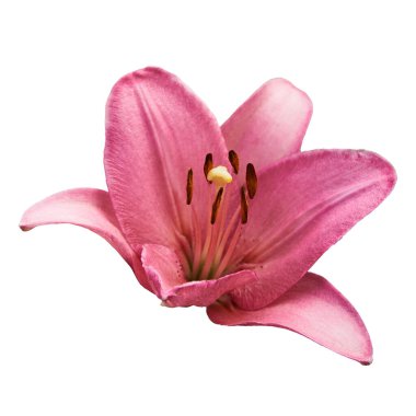 Pembe zambak (Latin Lilium). Beyaz arkaplanda izole