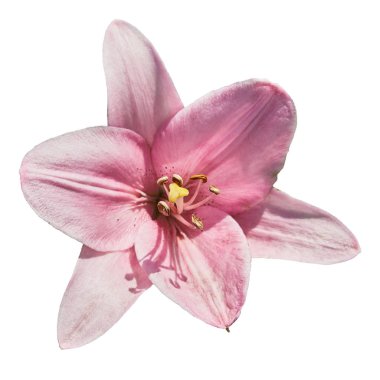 Pembe zambak (Latin Lilium). Beyaz arkaplanda izole