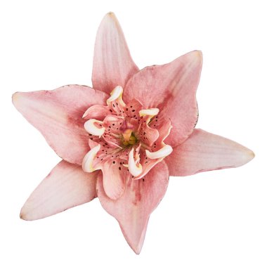 Pembe zambak (Latin Lilium). Beyaz arkaplanda izole