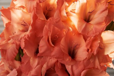 Turuncu ve kırmızı gladyatörler. Arkaplan