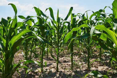 Tarla mısırla ekildi. Arkaplan fotoğrafı
