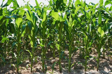 Tarla mısırla ekildi. Arkaplan fotoğrafı