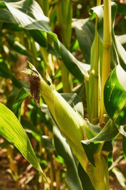 Yaz günü güpegündüz mısır kulağı.