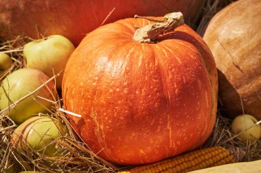 Portakallı balkabağı, elma ve mısırla hayat