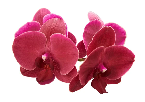 Belles Orchidées Violettes Isolé Sur Fond Blanc — Photo
