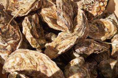 Deniz ürünleri pazarında satılık ahşap bir kutuda istiridye.