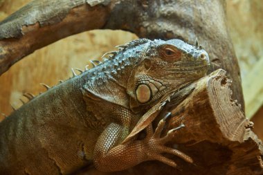 Referans Resmi. Genç ve güzel bir iguana bir kütüğün üzerinde oturur.