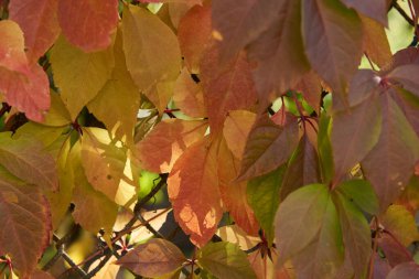 Metal bir arka planda sonbahar sarmaşık yaprakları. Arkaplan