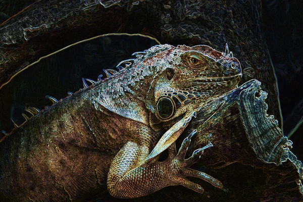 Illustrazione Una Bella Iguana Giovane Siede Tronco — Foto Stock