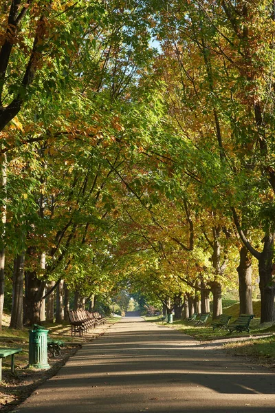 골목은 아침에 공원에 있었어요 아름다운 — 스톡 사진