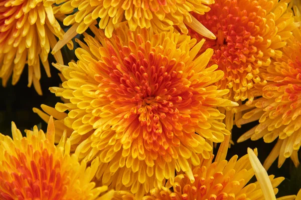 Top View Bouquet Yellow Orange Chrysanthemums — Stock Photo, Image