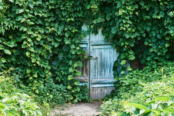 地下の古い木製のドアは ツタと野生のブドウで覆われています ストックフォト