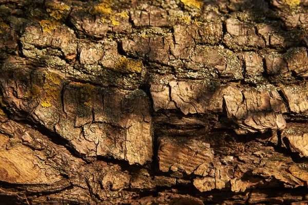 Poplární Kůra Pokrytá Mechem Paprscích Zapadajícího Slunce Pozadí — Stock fotografie