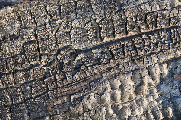 Het Gecarboniseerde Oppervlak Van Een Lengtedeel Van Een Dikke Boom — Stockfoto