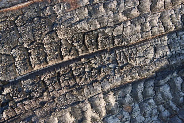 Carbonized Surface Longitudinal Section Thick Tree Background Texture — Stock Photo, Image