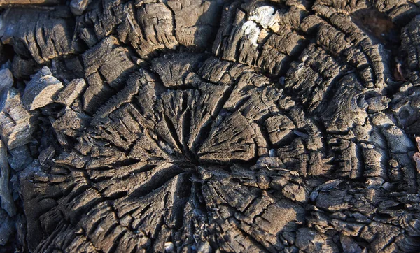 Uma Seção Transversal Carbonizada Tronco Árvore Grossa Contexto Textura — Fotografia de Stock