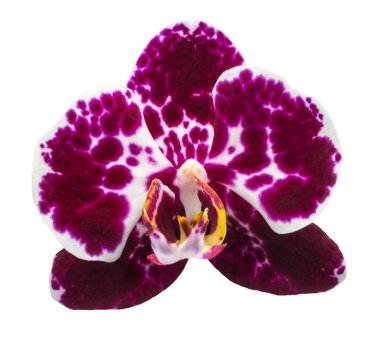 Beyaz arkaplanda izole edilmiş orkide çiçeği