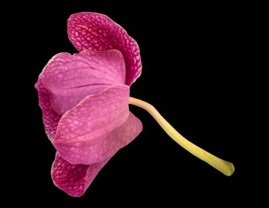 Tek orkide çiçeği izole solan